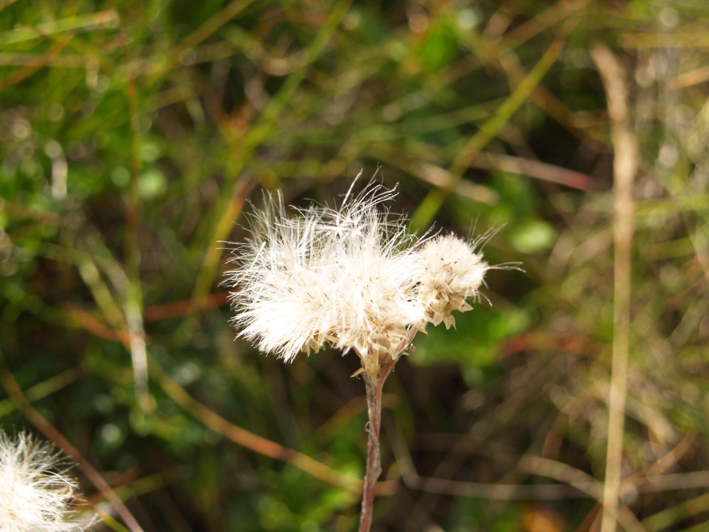 Sheepsbit, Mountain fruit